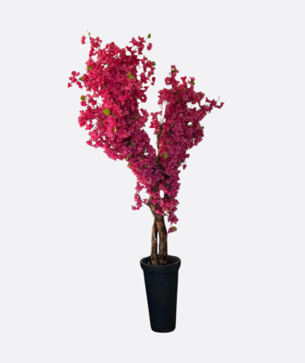 Śródziemnomorska Bugenwilla na naturalnym pniu