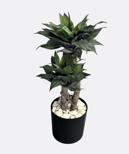 Dracena w donicy