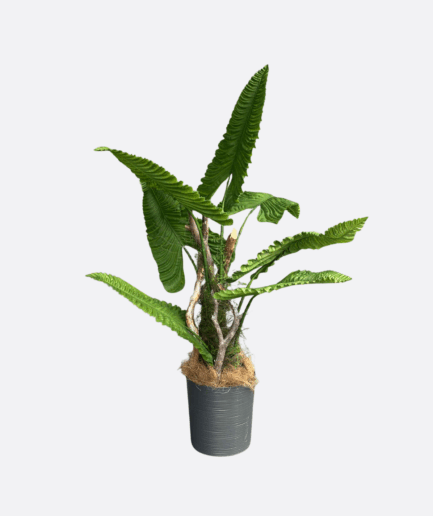 Paproć Creepy Wave na naturalnym pniu