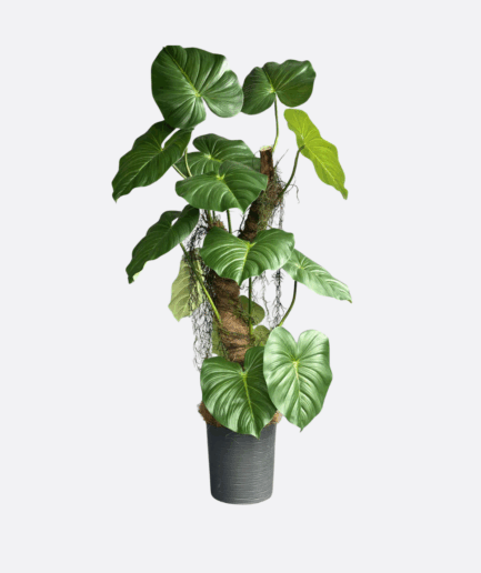 Monstera na naturalnym pniu 160cm